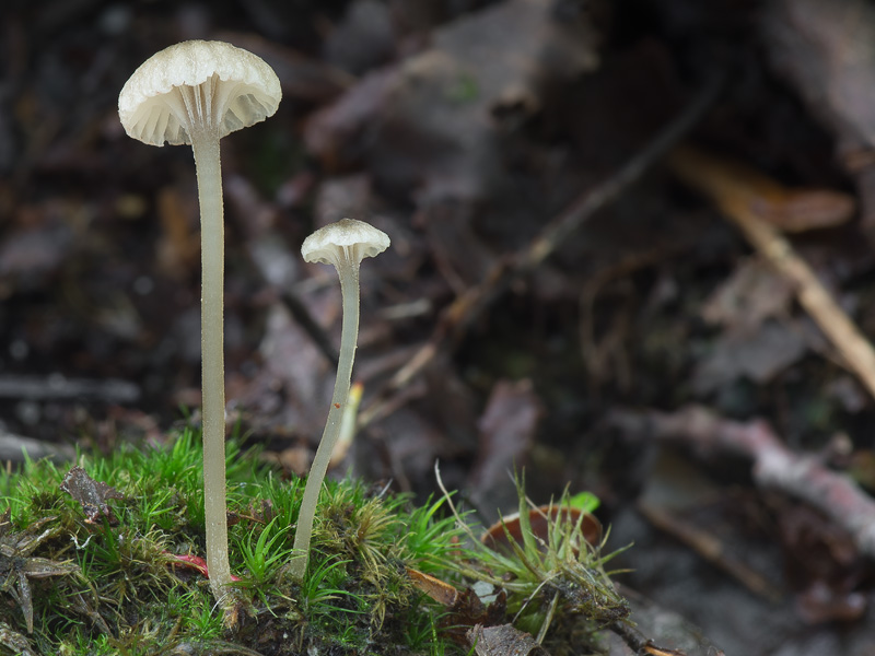 Entoloma rhodocylix